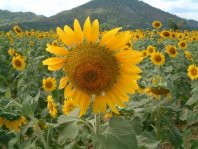 GIRASOL 07  LABRANZA